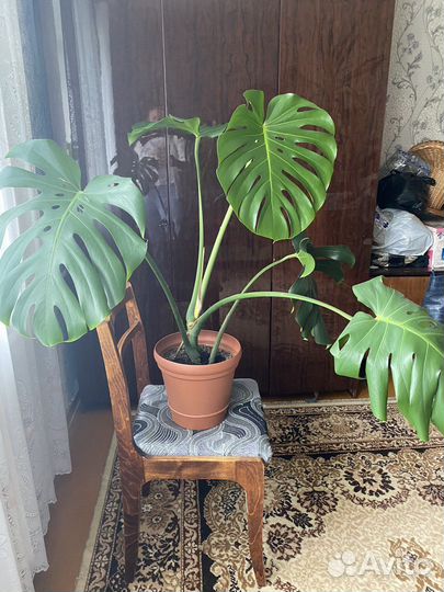 Комнатные цветы