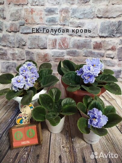 Фиалка в горшках