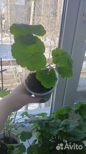 Герань пеларгония