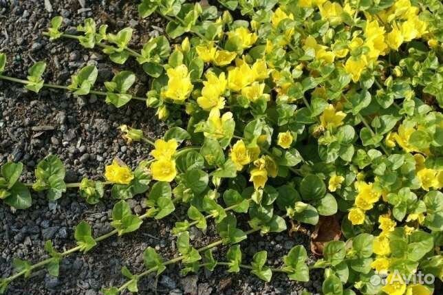 Рассада растений для пруда