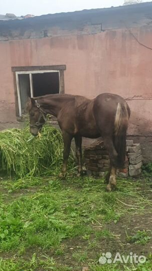 Лошадь(жеребенок)