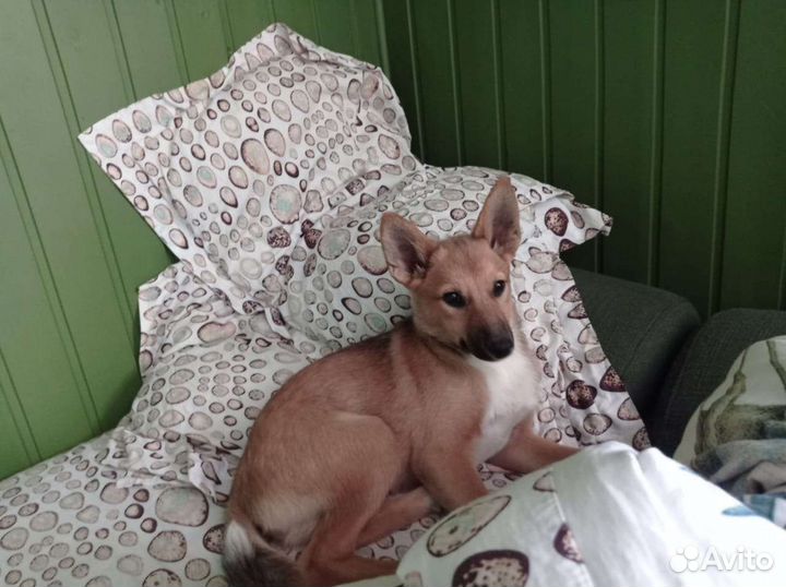 Собаки бесплатно в добрые руки щенки