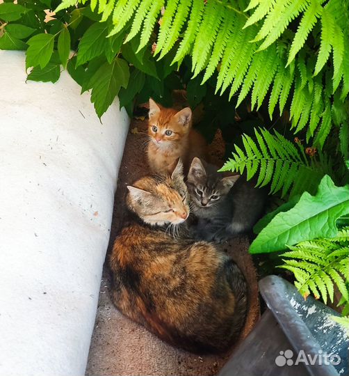 Отдам котят в добрые руки