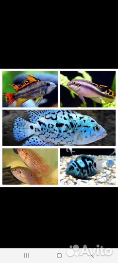 Аквариумные рыбки,мотыль,трубочник,креветки