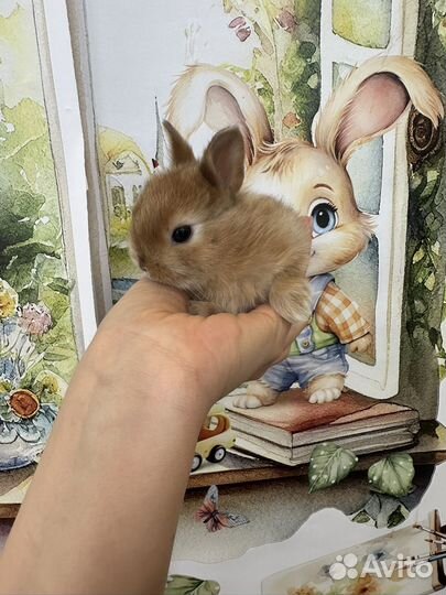 Карликовый, декоративный кролик