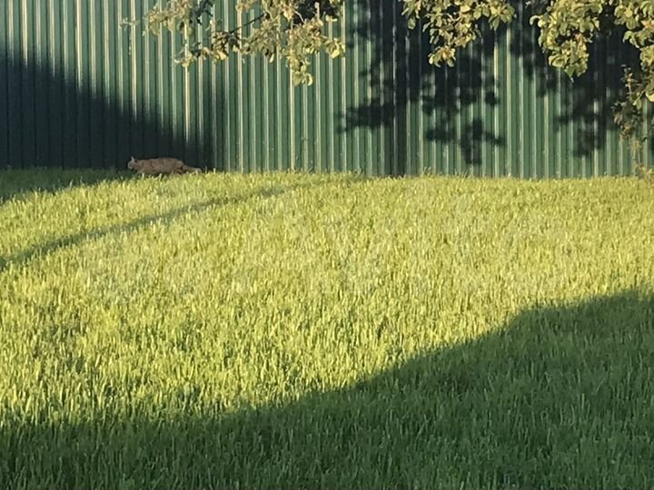 Участок 5 сот. (СНТ, ДНП)