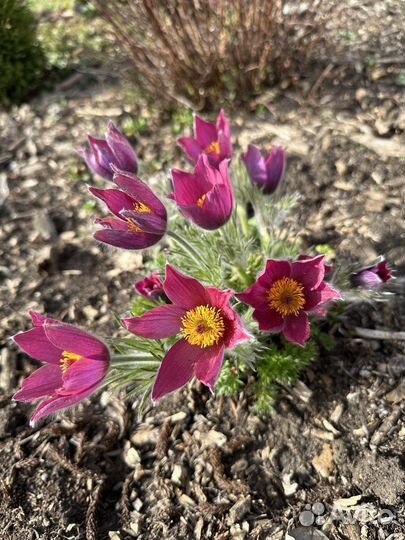 Семена прострела