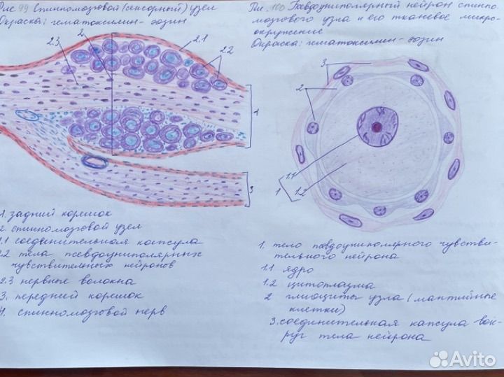 Напишу конспекты, рефераты, контрольные, рисунки