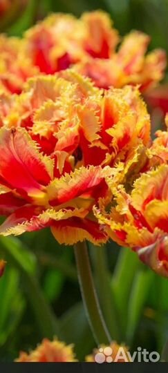 Тюльпаны махровые