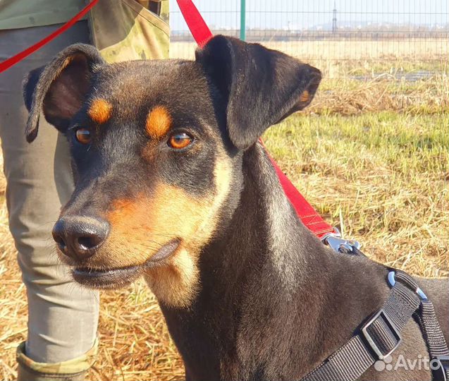 Собака в добрые руки