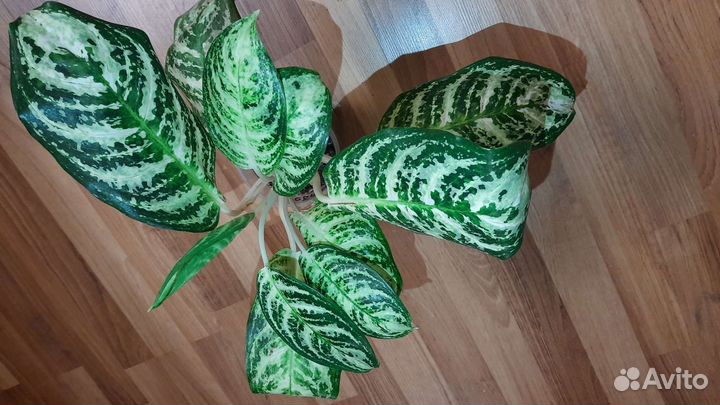 Аглаонема,сциндапсус,филодендрон,диффенбахия