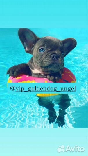 Французский бульдог щенки мини