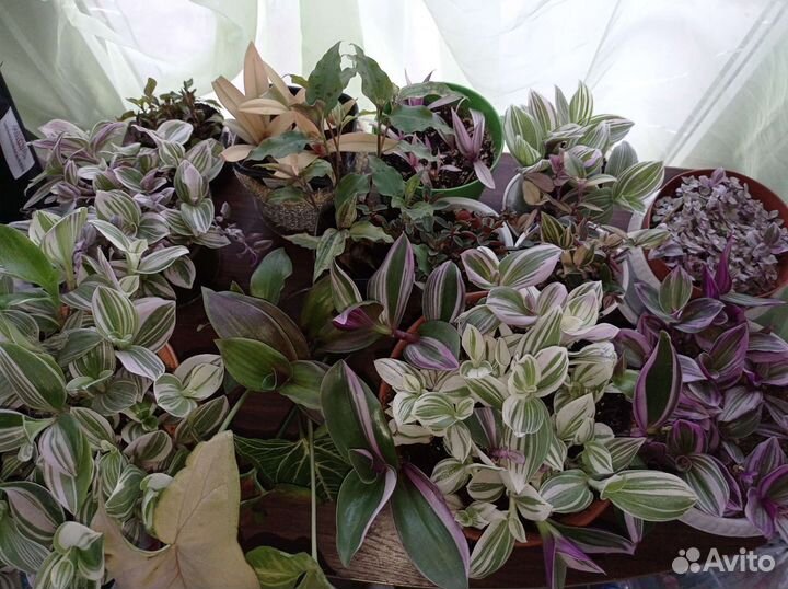 Черенки сортовых традесканций и другие