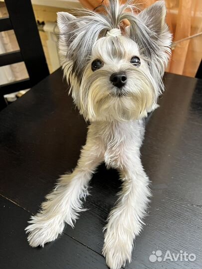 Йоркширский терьер мини