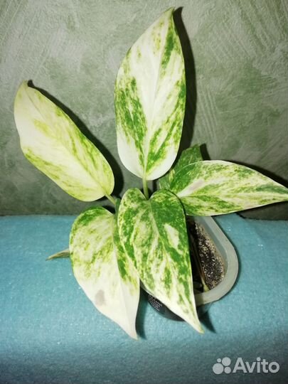 Эпипремнум