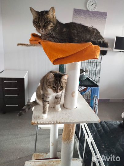 Отдам в добрые руки котов и кошек