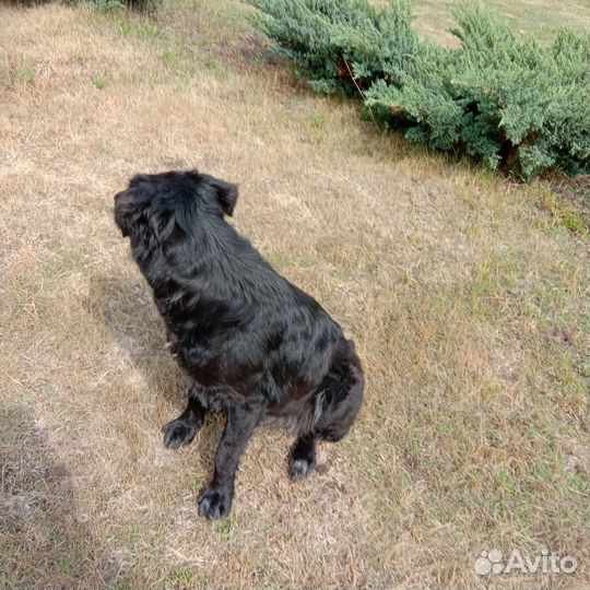 Отдам собаку в добрые руки