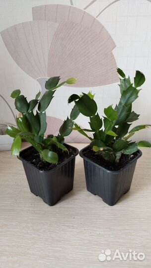 Комнатные цветы