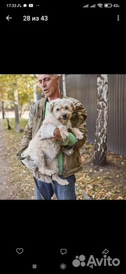 Симпатичная мелкая собачка попала в отлов