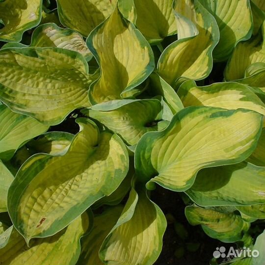 Хоста Color Glory (Калор Глори)