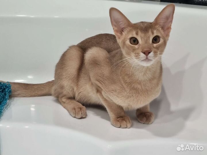 Абиссинский кот вязка