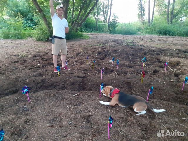 NoseWork (ноузворк) Самара (поиск запаха)