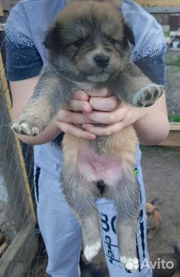 Щенки хаски в добрые руки бесплатно