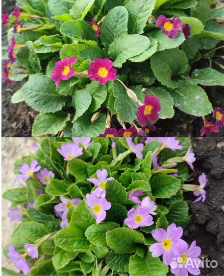 Многолетние цветы