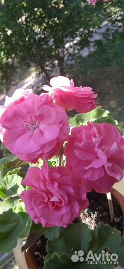 Пеларгония герань