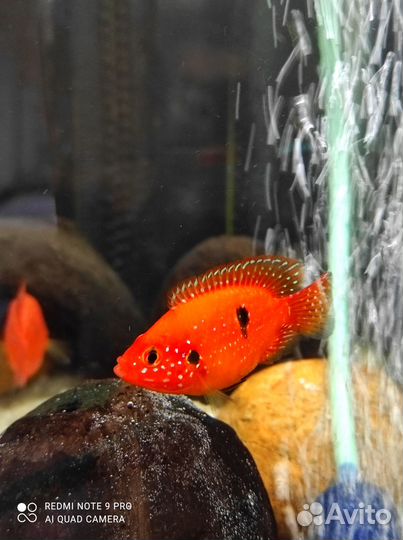 Мальки Hemichromis lifalili