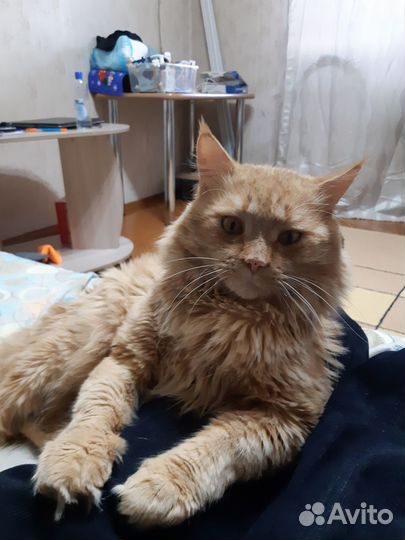 Отдам кота в добрые руки