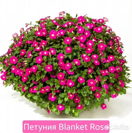 Черенки вегетативной петунии