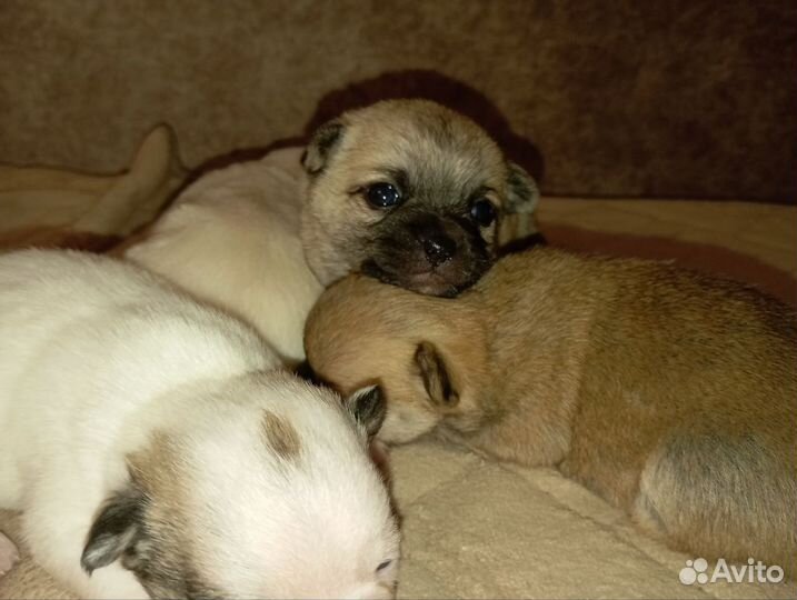 Щенки чихуахуа