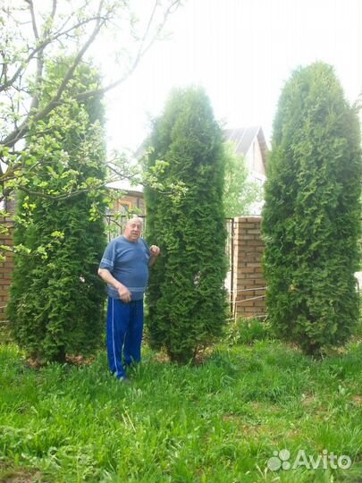 Продается туя западная многоствольная колоновидная