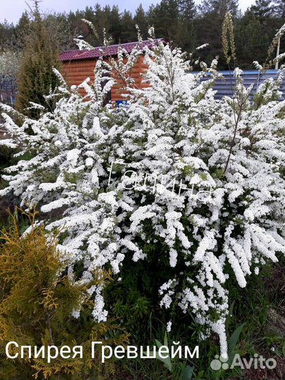 Декоративные кустарники #2