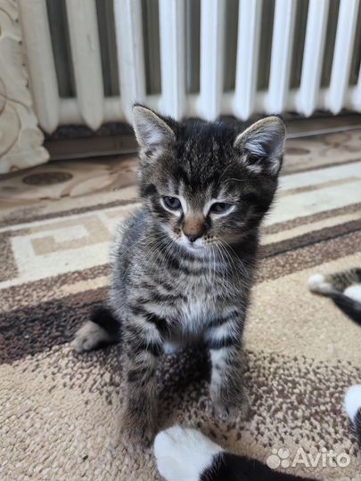 Котенок девочка