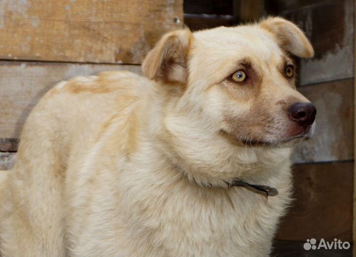 Щенки подростки