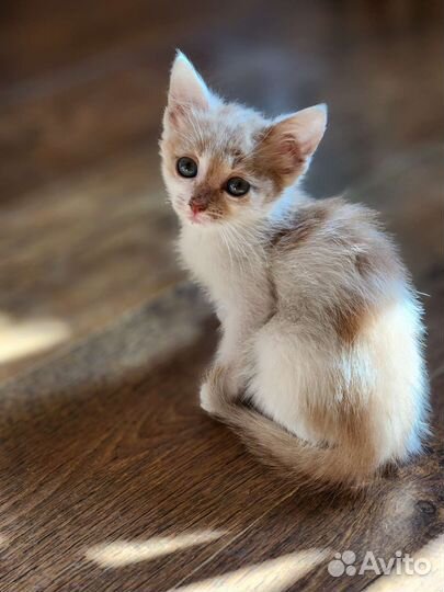 Котёнок домашний. Девочка