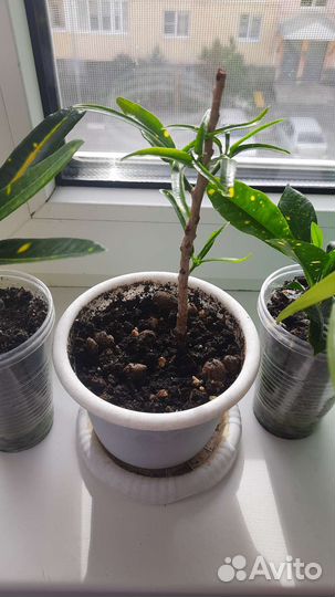 Кодиеум кротон