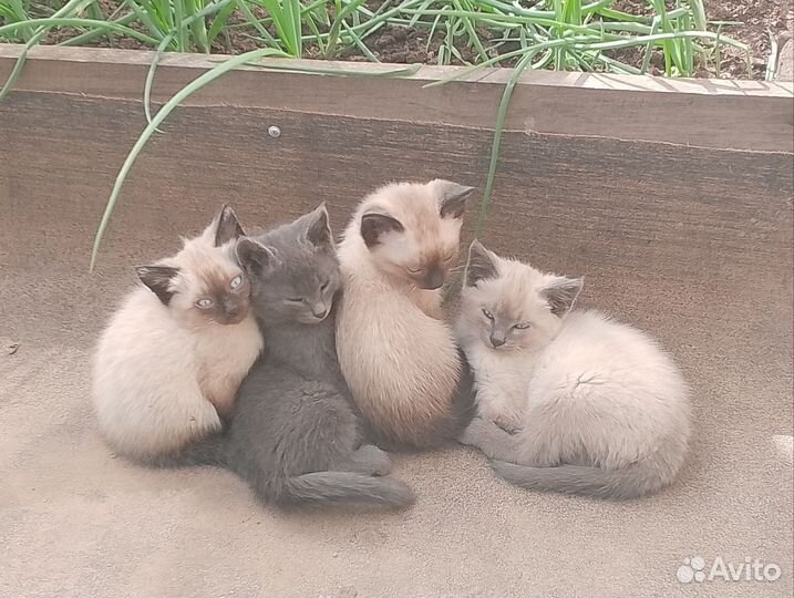 Котятки-дикушки