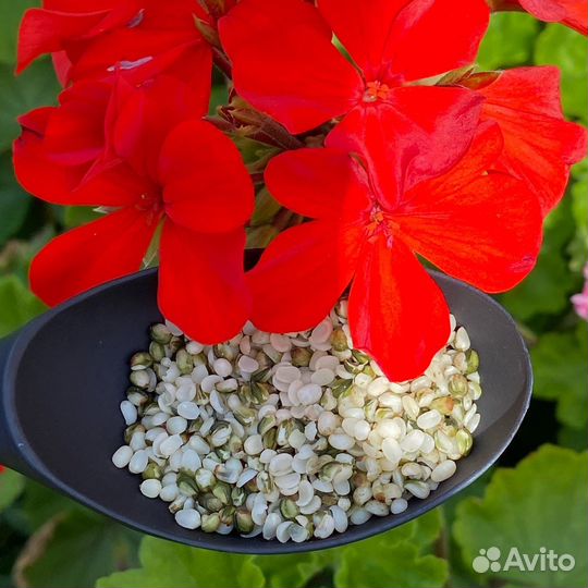 Ядра Конопли за 1кг. урожай 2023 Высший сорт