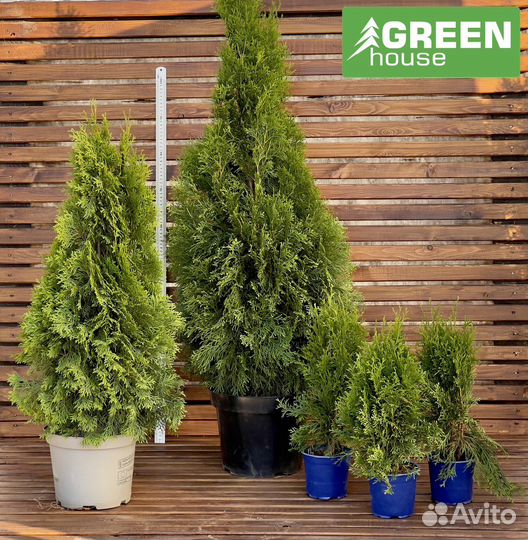 Клематис в ассортименте