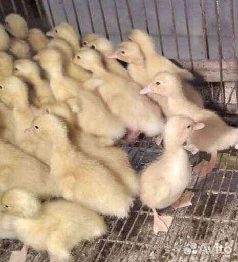 Суточные и подрощенные утята Башкирские и Фаворит