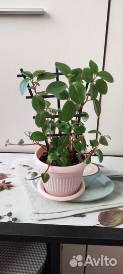 Пеперомия круглолистная