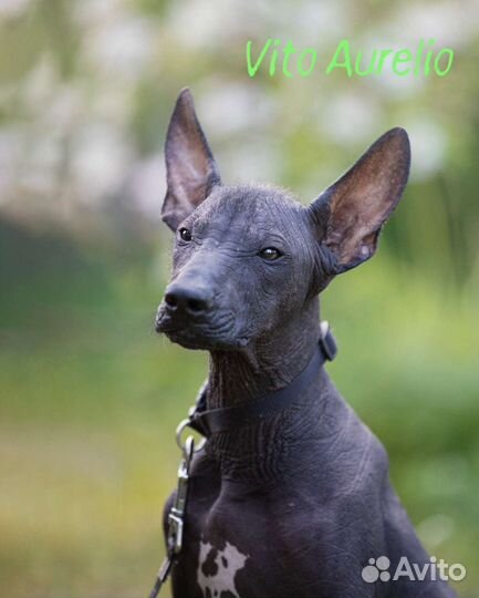 Ксолоитцкуинтли стандарт