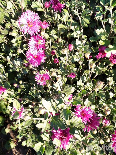 Хризантемы