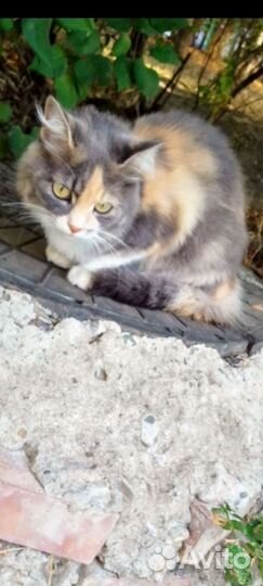 Киса Настюшка (крайбольница) - ласковая,обаятельна