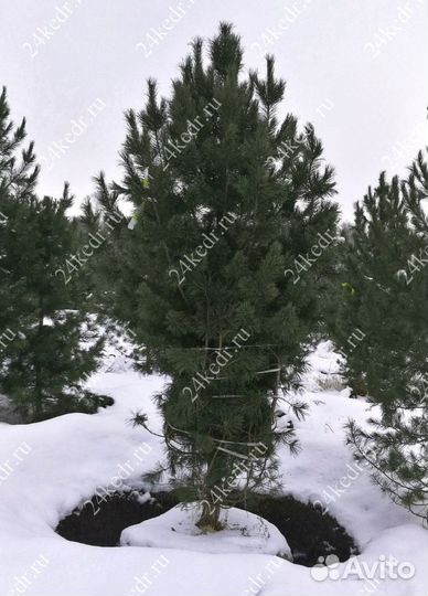 Дерево кедра