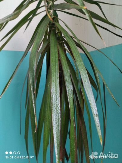 Пальма драцена