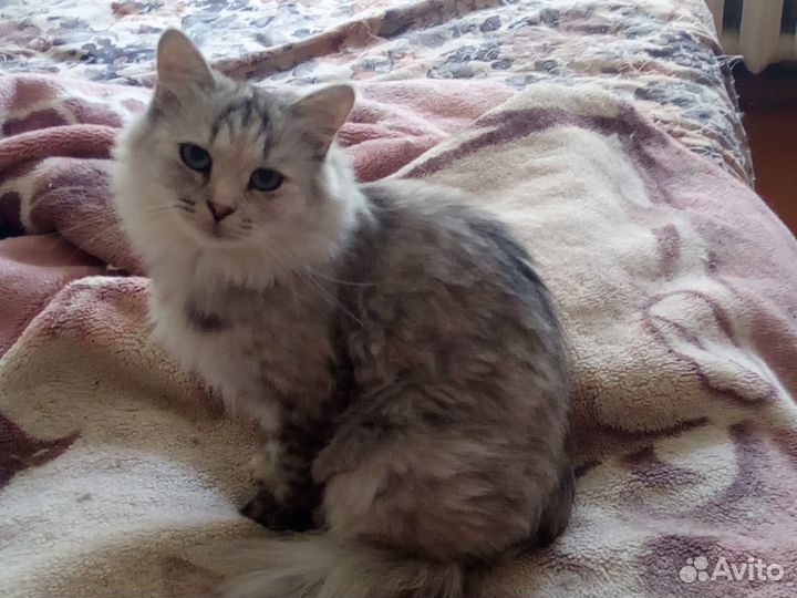Ласковая кошка в добрые руки